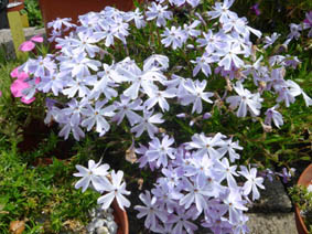 Phlox subulata 'Emerald Cushion blue'